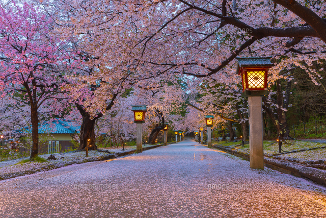 桜咲く夜の彌彦神社の参道[02913003388]の写真・イラスト素材｜アマナ