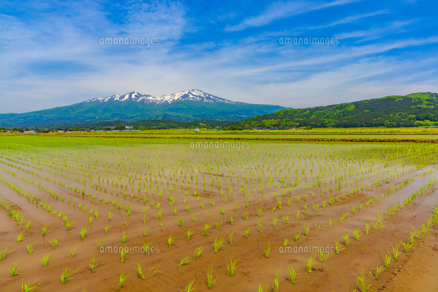庄内平野の水田と鳥海山[02913006583]の写真・イラスト素材｜アマナ