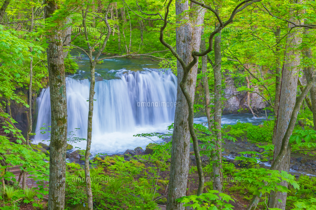 奥入瀬渓流の銚子大滝[02913006654]の写真・イラスト素材｜アマナ