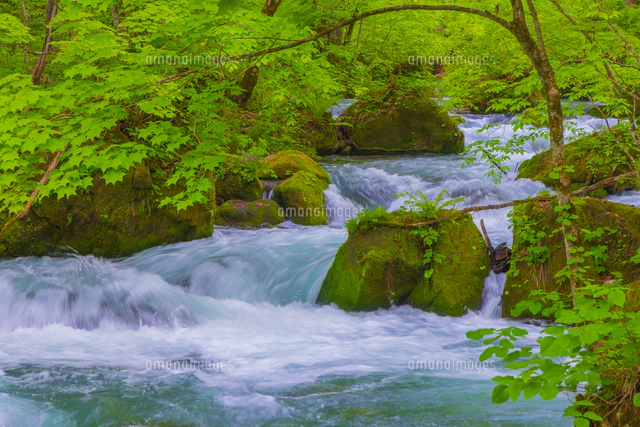 奥入瀬渓流の銚子大滝[02913006654]の写真・イラスト素材｜アマナ