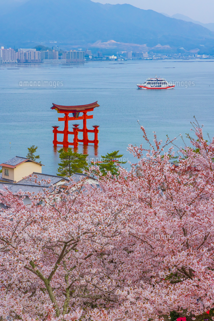 桜と厳島神社大鳥居[02913006830]の写真・イラスト素材｜アマナイメージズ