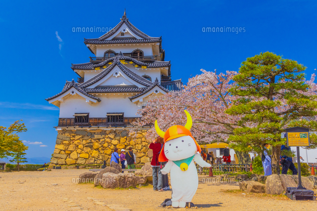 ひこにゃんと桜咲く彦根城[02913006890]の写真・イラスト素材｜アマナ