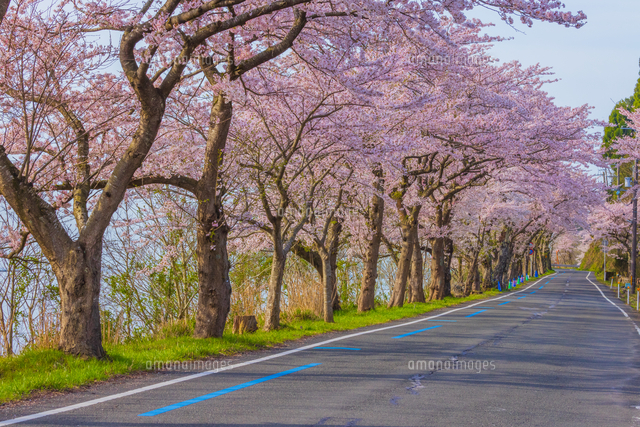 琵琶湖湖畔の桜並木[02913006901]の写真・イラスト素材｜アマナイメージズ