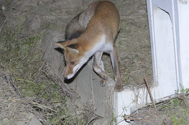 側溝を渡るホンドギツネ 02917000355 の写真素材 イラスト素材 アマナイメージズ
