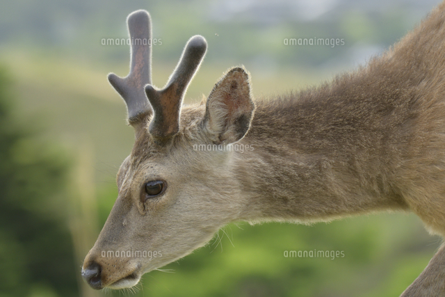 袋角のオスのシカの横顔[02917000473]の写真・イラスト素材｜アマナ