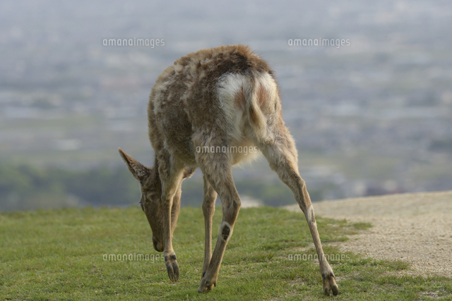 シカの後ろ姿 の写真素材 イラスト素材 アマナイメージズ シカの後ろ姿 の写真素材 イラスト素材 アマナイメージズ