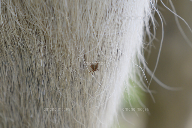 シカの体にいるマダニ の写真素材 イラスト素材 アマナイメージズ