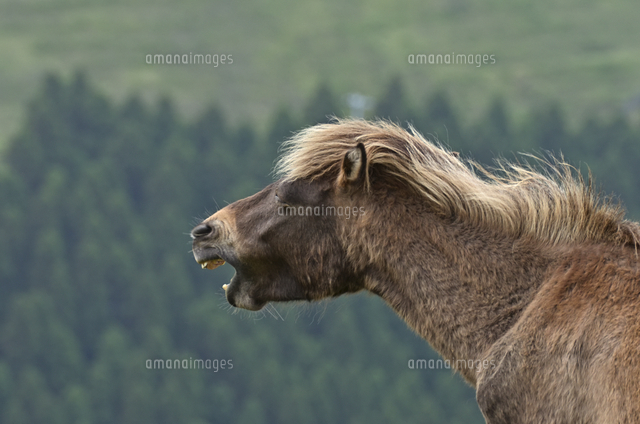 匂いを嗅ぐミサキウマ フレーメン反応 の写真素材 イラスト素材 アマナイメージズ