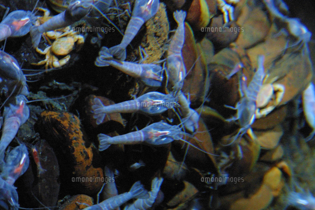 カイレイツノナシオハラエビ[02939000026]の写真・イラスト素材