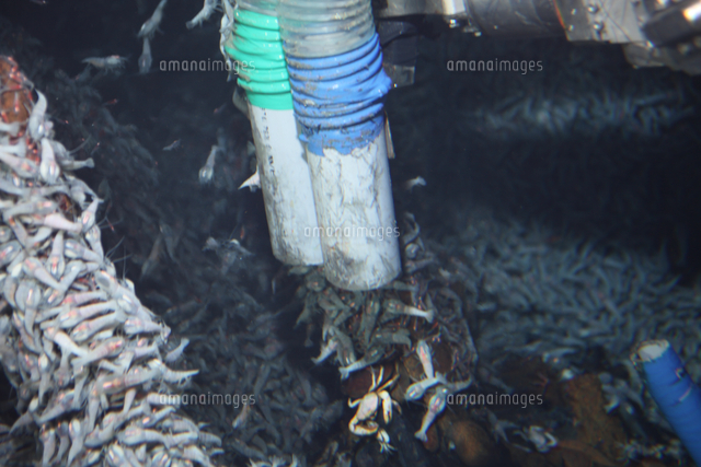 カイレイツノナシオハラエビ[02939000030]の写真・イラスト素材