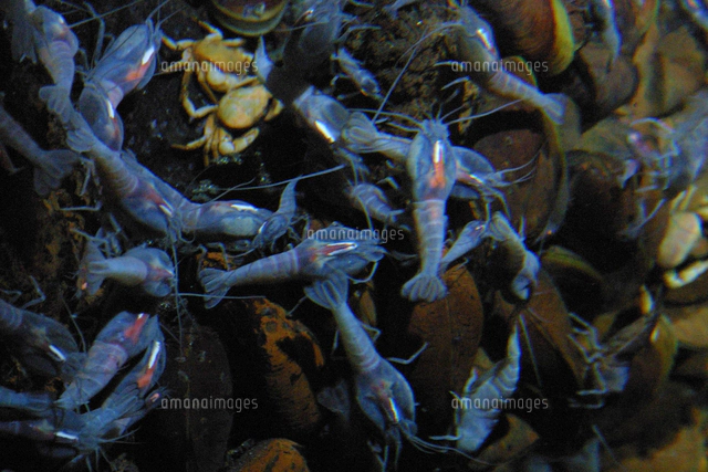 カイレイツノナシオハラエビ[02939000026]の写真・イラスト素材