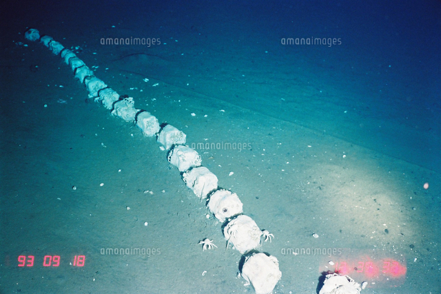 鯨骨/鯨蝋,鯨の背骨(全景)[02939000918]の写真・イラスト素材｜アマナ