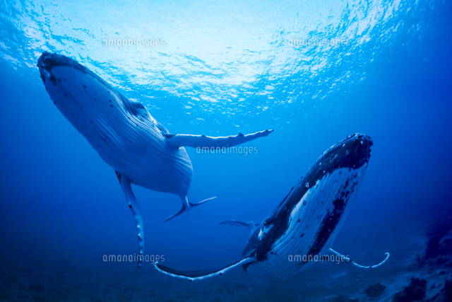 水深24mのザトウクジラ[02946000265]の写真・イラスト素材｜アマナ