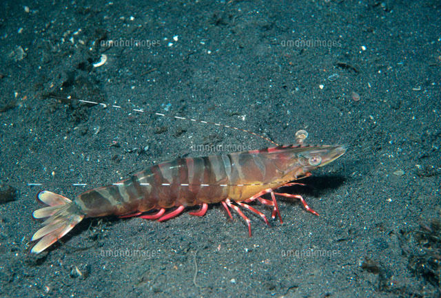 クマエビ[20007006783]の写真・イラスト素材｜アマナイメージズ