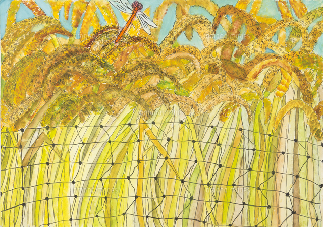 ふるさとの田んぼと 赤とんぼ の写真素材 イラスト素材 アマナイメージズ