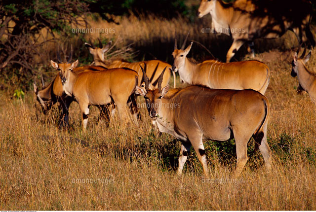 Eland Walking Through Grass の写真素材 イラスト素材 アマナイメージズ