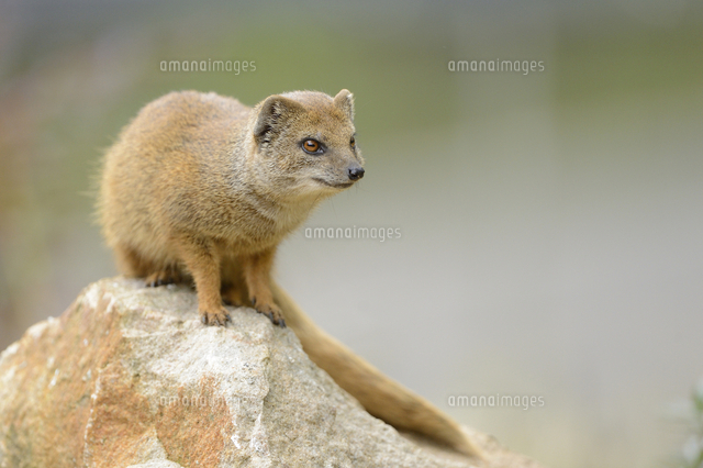 Close Up Of Yellow Mongoose Cynictis Penicillata On Rock Bavaria Germany の写真素材 イラスト素材 アマナイメージズ