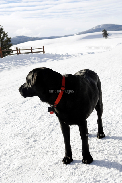 Black Labrador Standing In Snow West Yellowstone Gallatin County Montana Usa の写真素材 イラスト素材 アマナイメージズ
