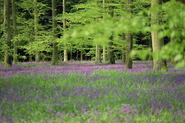 Wild flowers in spring, 100 Acres, Forest of Bere, Hampshire, England ...