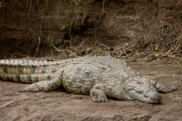 Nile crocodile (Crocodylus niloticus), jaws agape, Kruger