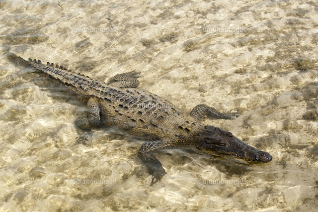 Saltwater Crocodile In Punta Sur Park Isla De Cozumel Cozumel Island Cozumel Off The Yucatan Q の写真素材 イラスト素材 アマナイメージズ