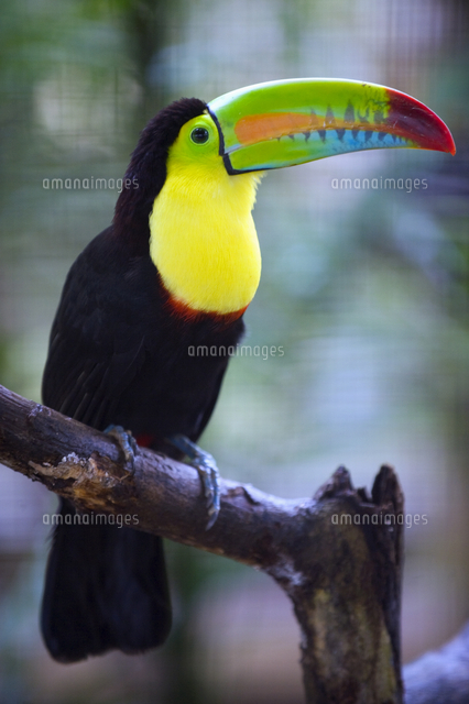 Shuya Chiba (千葉修也)  蝶画Toucan Bird (オオハシ) Shuya Chiba (千葉修也) 蝶画Toucan Bird (オオハシ) - メルカリ