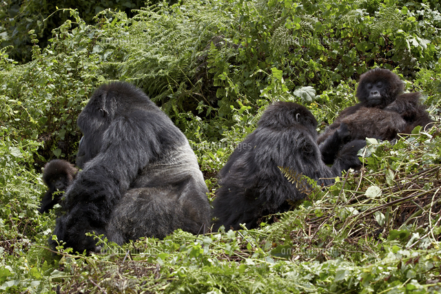 Four mountain gorillas (Gorilla gorilla beringei) of the Amahoro