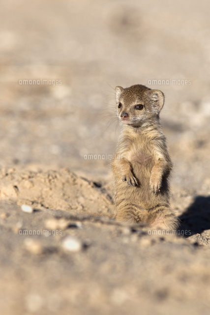 Yellow Mongoose Cynictis Penicillata Baby Kgalagadi Transfrontier Park South Africa Africa の写真素材 イラスト素材 アマナイメージズ