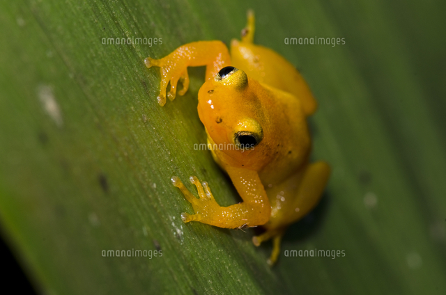 黄金のカエル(rana d'oro) Panamanian golden frog - Wikipedia