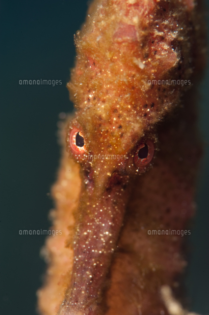 Longsnout seahorse (Hippocampus reidi), Dominica, West Indies