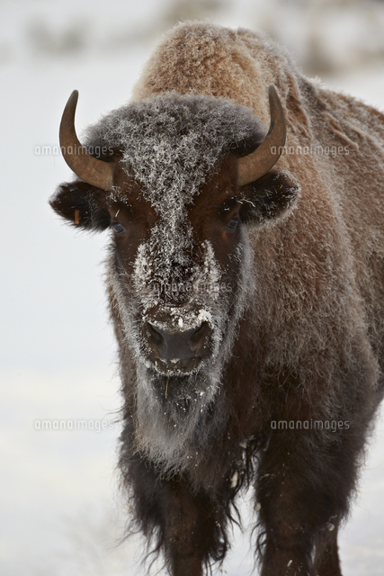 Bison (Bison bison) cow in the winter, Yellowstone National Park