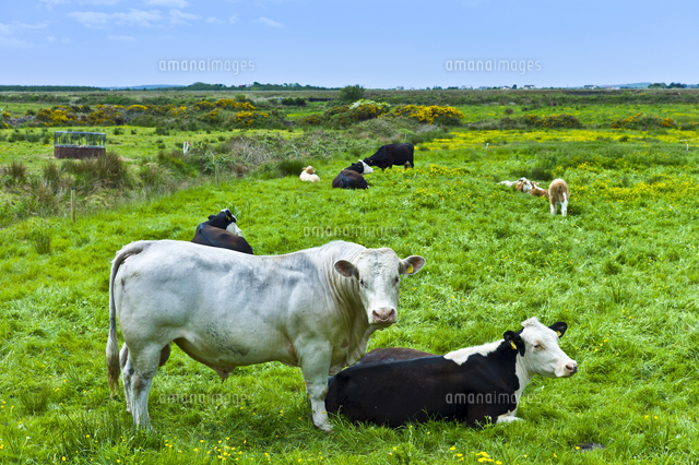 Bull With Cow In Meadow In County Clare West Of Ireland の写真素材 イラスト素材 アマナイメージズ