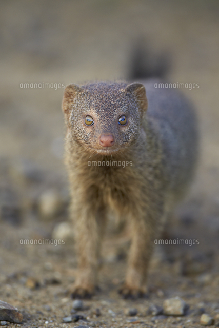 Slender Mongoose Galerella Sanguinea Imfolozi Game Reserve South Africa Africa の写真素材 イラスト素材 アマナイメージズ