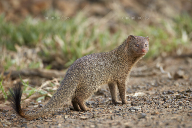 Slender Mongoose Galerella Sanguinea Imfolozi Game Reserve South Africa Africa の写真素材 イラスト素材 アマナイメージズ