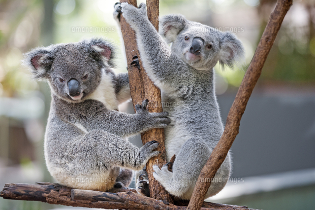 Two koalas (Phascolarctos Cinereous) playing on a tree, Lone Pine