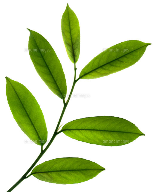 月桂樹 の写真素材 イラスト素材 アマナイメージズ