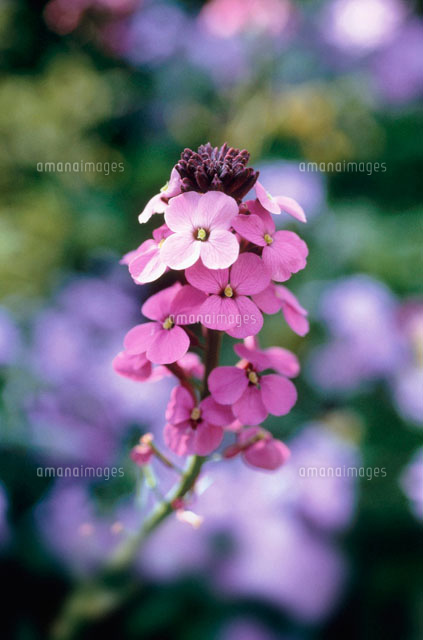 花 ニオイアラセイトウ の写真素材 イラスト素材 アマナイメージズ