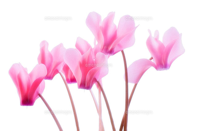 花 シクラメン の写真素材 イラスト素材 アマナイメージズ