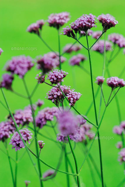 花（バーベナ）[20026003060]の写真素材・イラスト素材｜アマナイメージズ