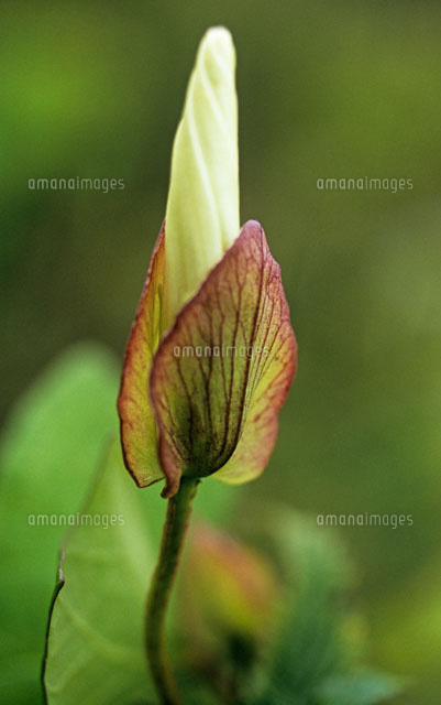 花 ヒロハヒルガオ のつぼみ の写真素材 イラスト素材 アマナイメージズ