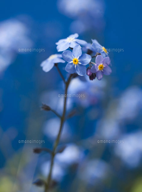 花 ノハラワスレナグサ の写真素材 イラスト素材 アマナイメージズ