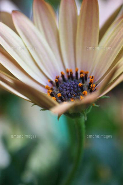 アフリカンデージー バターミルク の写真素材 イラスト素材 アマナイメージズ