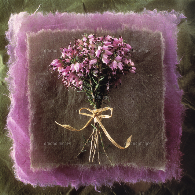 Erica Cultivar Heather Winter Heath Spring Heath Bell He の写真素材 イラスト素材 アマナイメージズ