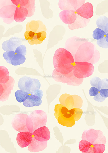 パンジー の写真素材 イラスト素材 アマナイメージズ