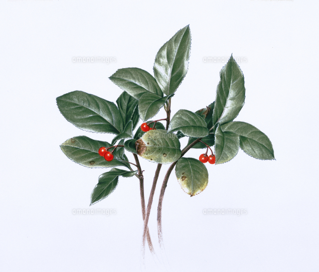 ヤブコウジ の写真素材 イラスト素材 アマナイメージズ