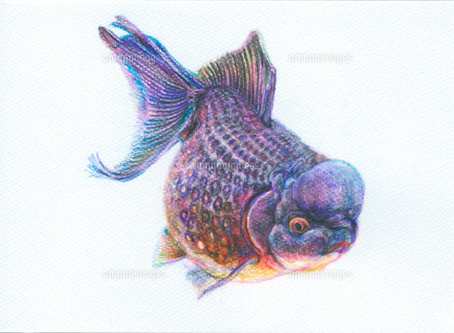 金魚【穂竜】 楽天市場】(金魚 生体)国産 穂竜 （約5cm）（1匹）【水槽/熱帯魚/観賞