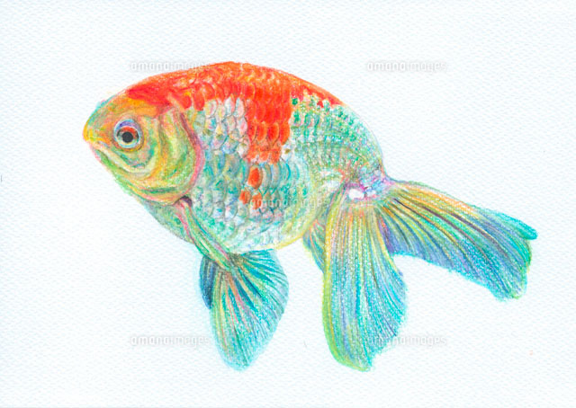 金魚」 by 朱里｜Artmeter｜暮らしを彩るアートが、きっと見つかる