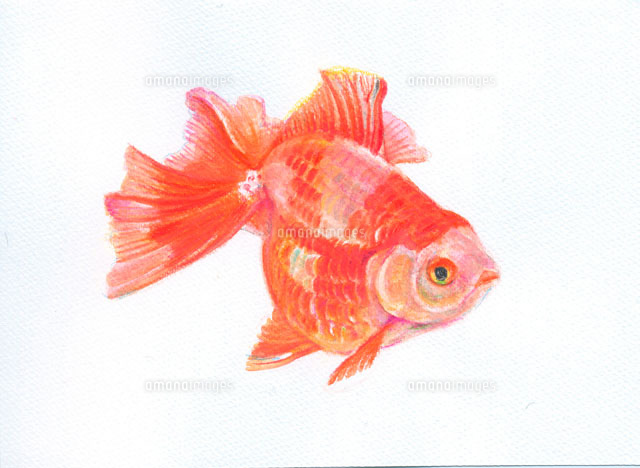 金魚 土佐錦魚 の写真素材 イラスト素材 アマナイメージズ
