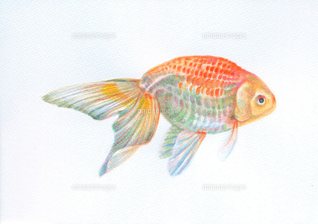金魚 津軽錦 の写真素材 イラスト素材 アマナイメージズ
