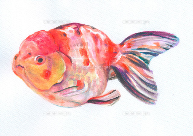 金魚 江戸錦 の写真素材 イラスト素材 アマナイメージズ